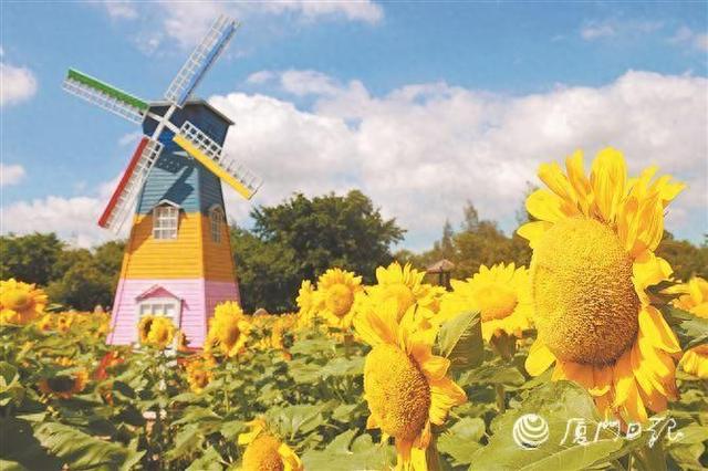 快来“出片”！厦门翔安50亩向日葵花海回来了