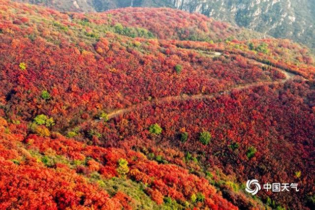 河南紫云山秋色壮丽 如一片红色海洋