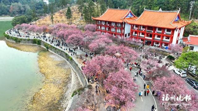 福州林阳寺梅花进入盛花期