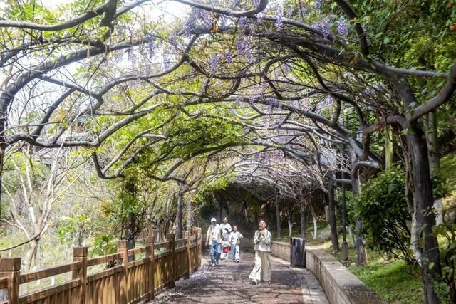 德化县驾云亭公园：紫藤花开引客来 春日紫韵醉山城