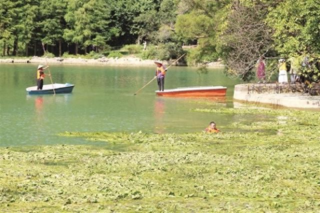 龙潭公园集中清理野生萍蓬草 以水清景美迎八方来客