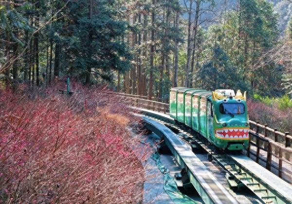 张家界国家森林公园：梅花次第开放 邂逅冬日“梅”好