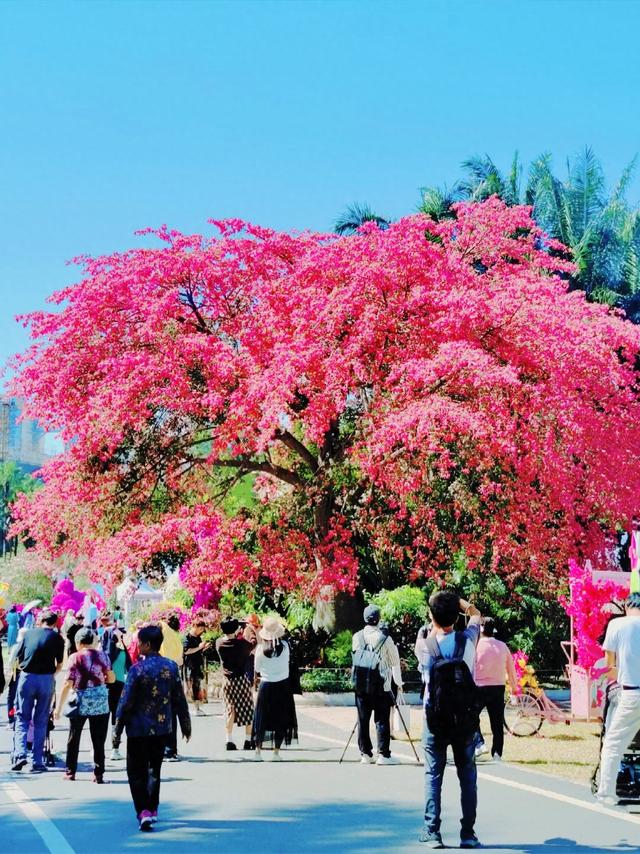寻觅秋冬季粉色浪漫：深圳十个邂逅异木棉花开的地方