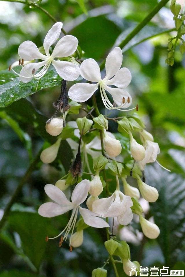 茉莉花寓意（茉莉花的寓意）