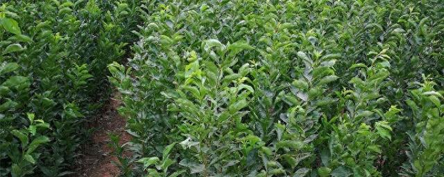 李子的种类（李子苗品种有哪些9个常见的李子种植品种介绍）