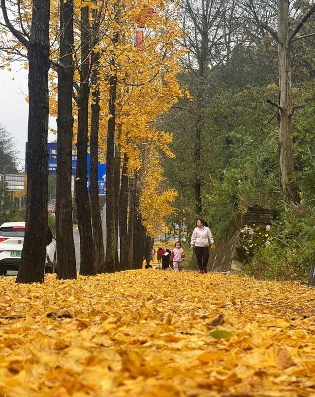 开阳：水东大道“银杏廊” 景色如画美醉人