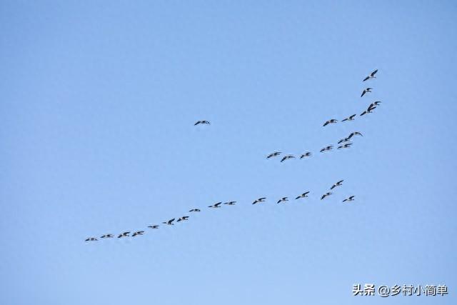"八月廿六大雨下,大寒大雪压枝头",今日八月廿六,今年大寒降大雪?