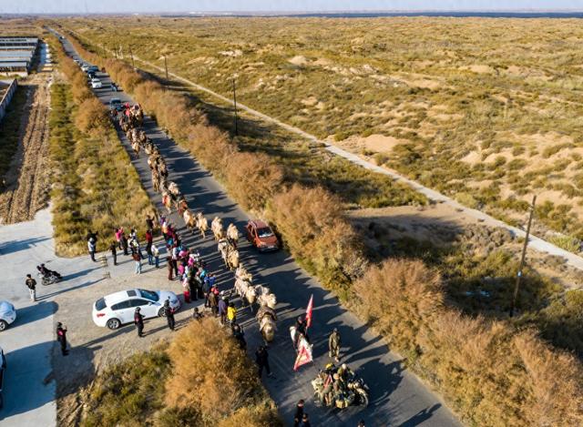 【组图】驼铃响古浪，这支丝路队伍从东天山走来！