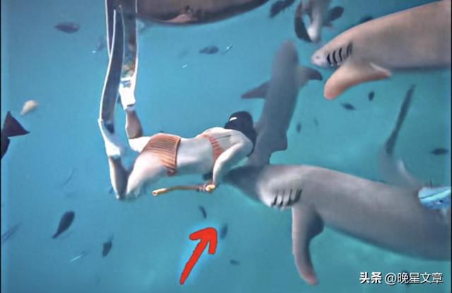 马尔代夫惊魂记：当无畏成为愚蠢