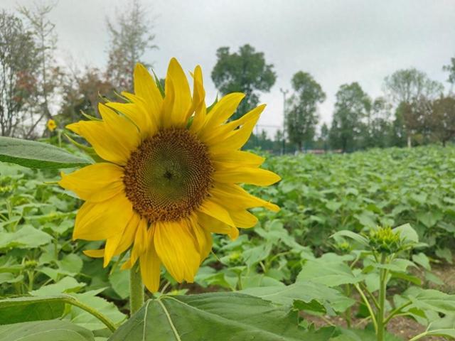 双节邂逅秋日浪漫！荆州临江仙公园焕新迎客