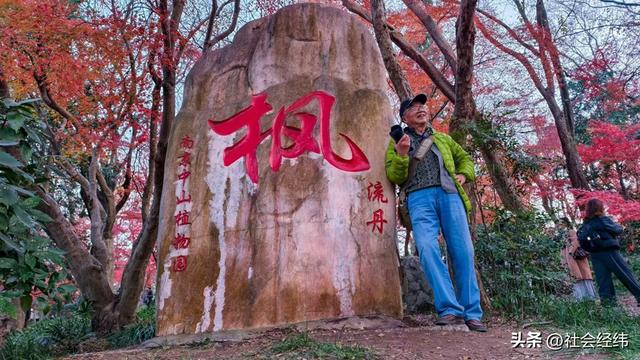 【每日一景】“枫”景这边独好 中山植物园红枫岗