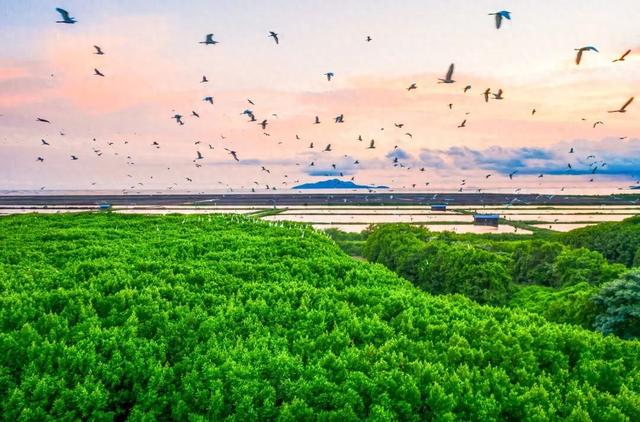 江门镇海湾：生态明珠 魅力之湾