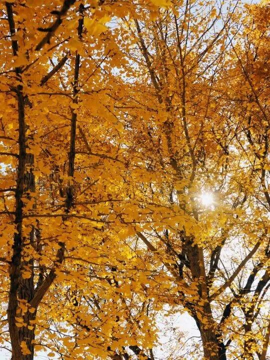 园中园，画中画，秦皇岛一河两园自然馈赠！