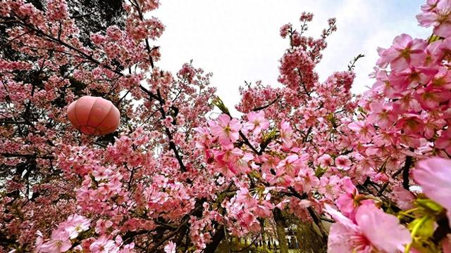 春天的打开方式，从公园徒步、赏花开启