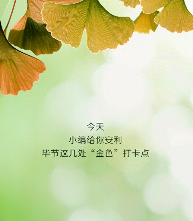 毕节的金色秘境，千万别错过！