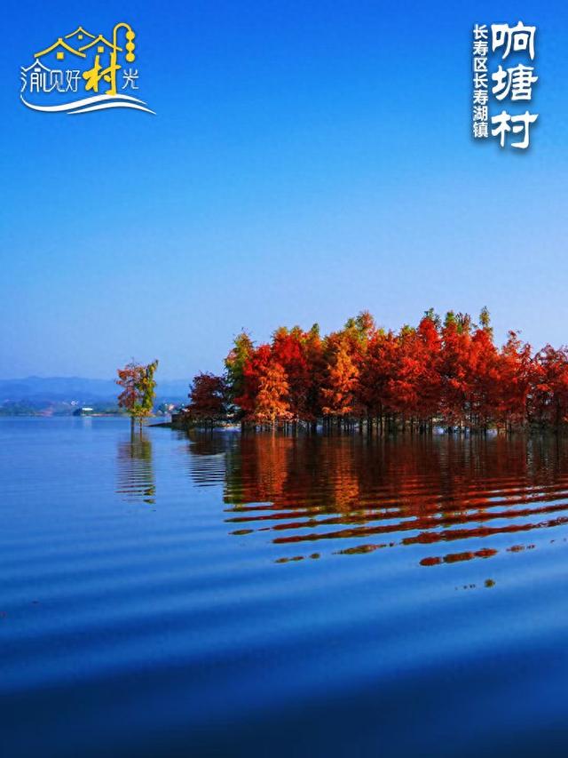 渝见好“村”光 | 长寿响塘村：“橙”香满园，湖光潋滟醉冬日