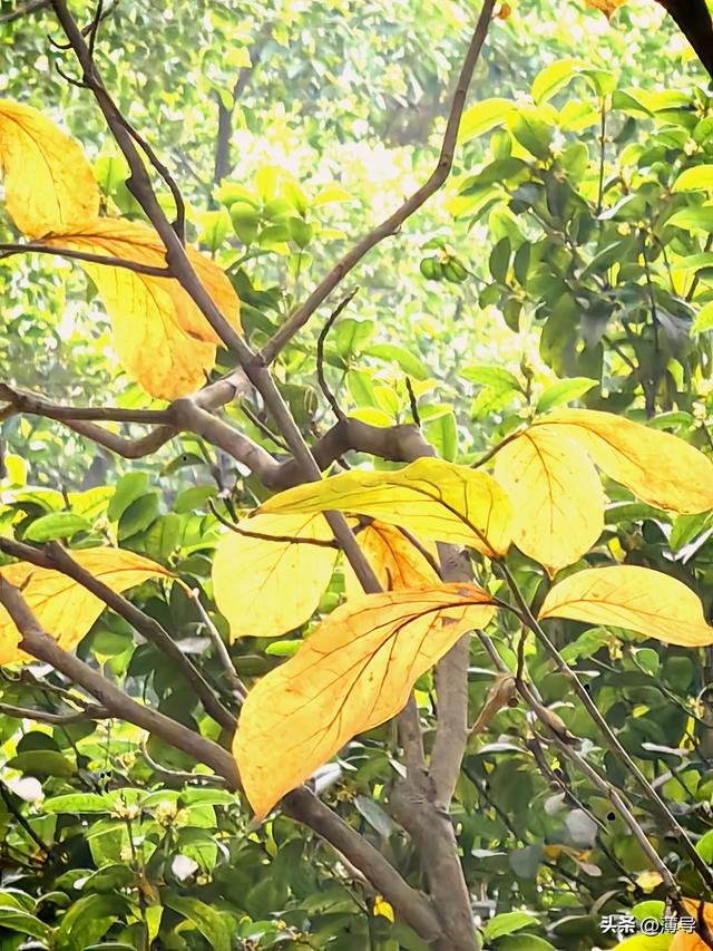 柳州故事我如黄叶飘零了