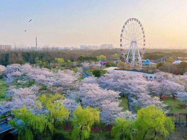 早樱盛放，中樱萌动！顾村公园樱花观赏指数及全攻略发布