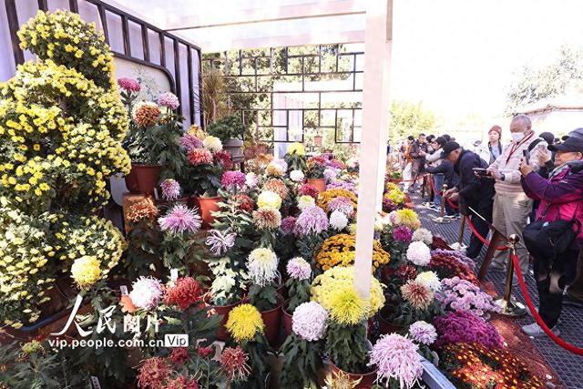 北京：北海公园菊花盛开