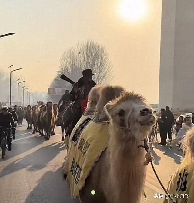 东天山骆驼队来崤函大地，骆驼与天鹅共舞。