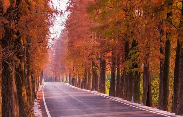 图集|三水乐平落羽杉美如画，邀您赴冬日浪漫之约