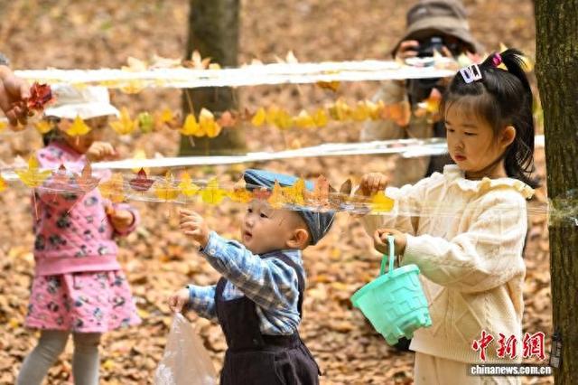 昆明植物园枫香大道层林尽染引八方游客