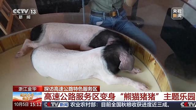 服务区变身主题乐园！喂猪猪、吃酥饼……隐藏玩法超多