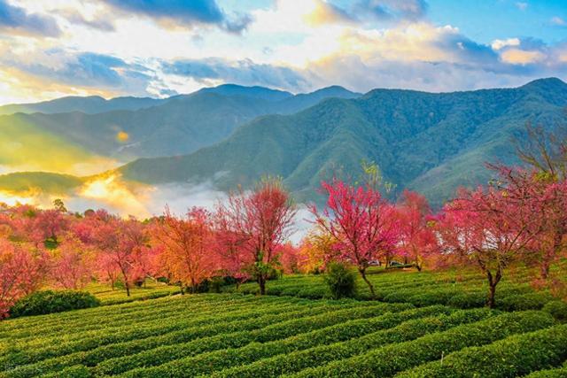 12月-1月适合去的7个旅行地，鲜花雪景，梯田光影，同在一个季节