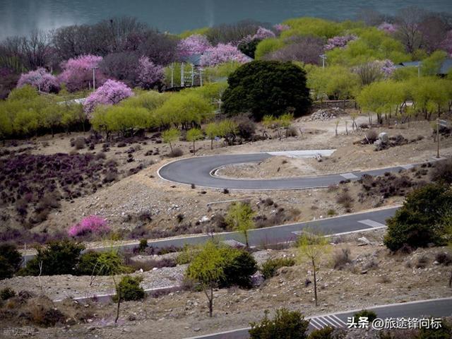 年度春日限定，2-4 月赴 10 场人间仙境，错过怕是要等一整年