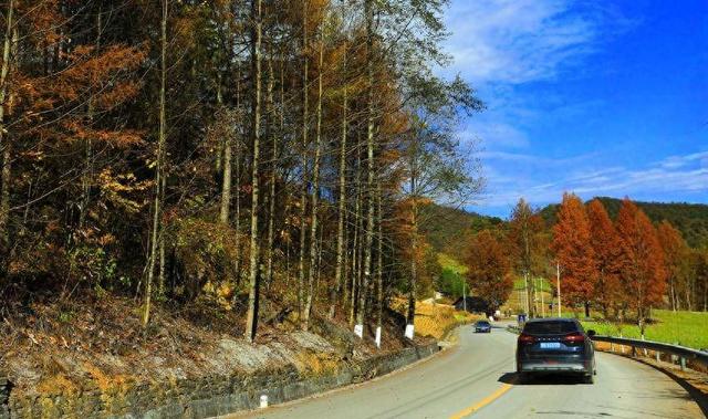 鹤峰中营：红红水杉醉冬阳