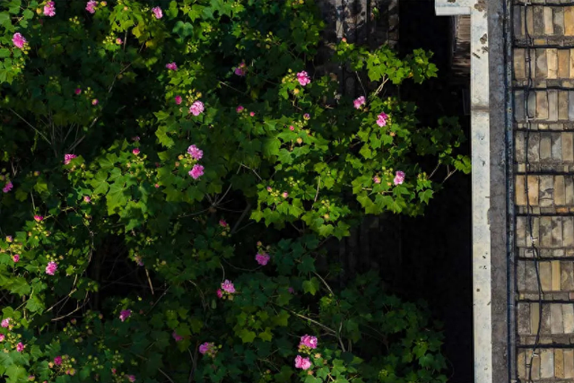 它开了！福州这份冬日浪漫藏不住啦！