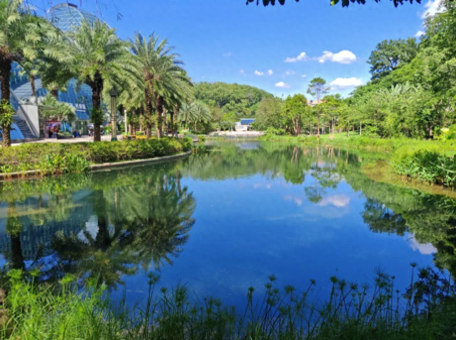 惠州植物园珍珠湖藏着一片“水下森林”