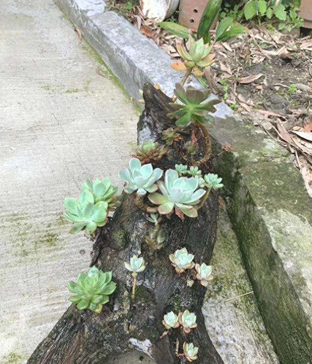 江苏一农家小院，因“把多肉种在树上”而走红，游客纷纷来围观