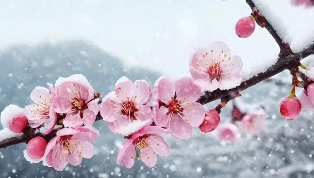 梅花香自苦寒来全诗（一首诗梅花）