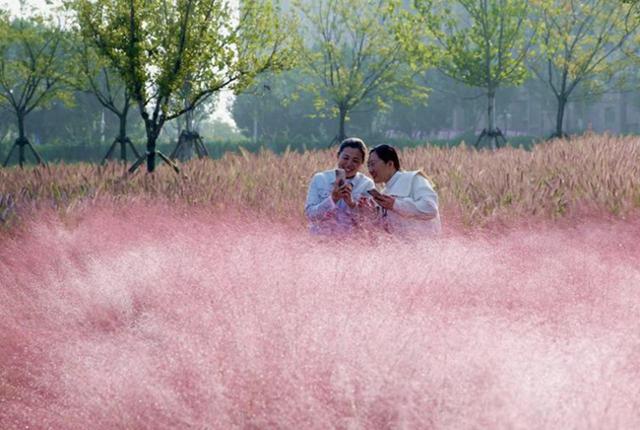 烟台粉黛花海醉游人
