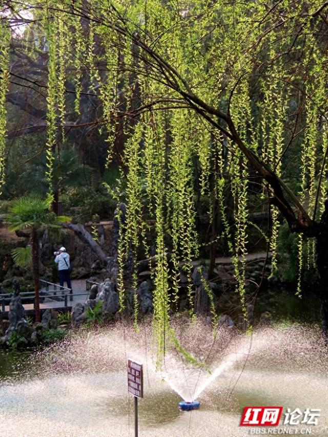 【赴春之约】春天在烈士公园，打了一个翠绿的响指