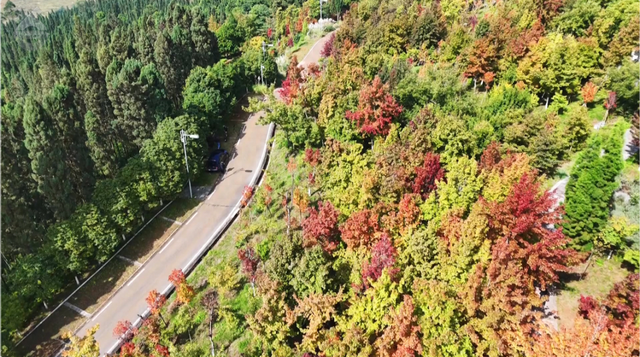 200亩枫海，11月初红艳上线！快来海口林场赏 “秋日大片”