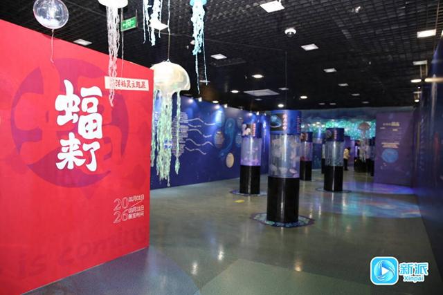 元旦去哪玩？潍坊市科技馆藏着一片 “海底世界”