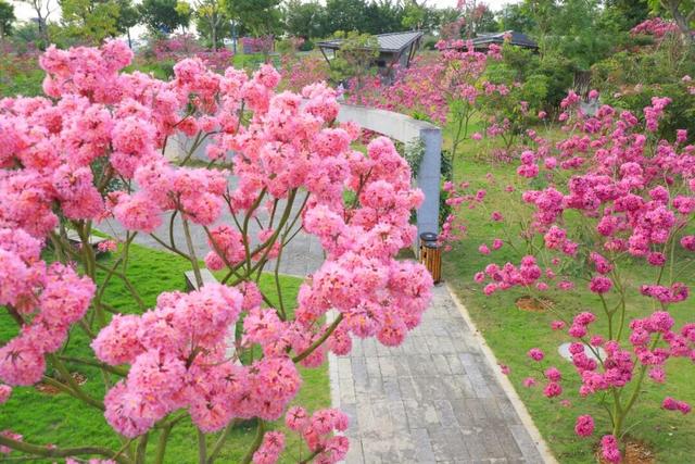 紫色浪漫来袭！南宁园博园紫花风铃季已上线，这片限定花海等你入画