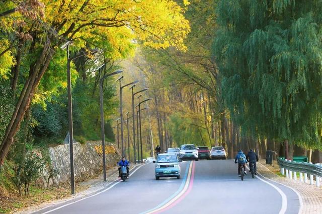 陕州黄河廊道：秋染长堤入画来