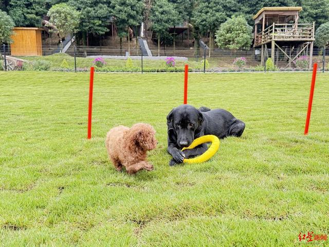 在这里“狗狗”是主角 成都邛崃这处上万平米森犬乐园来啦