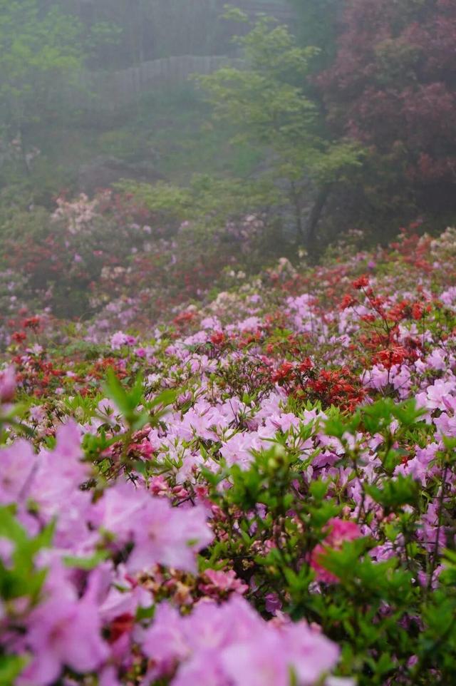 开了！开了！福州开了成片杜鹃花海！快上鼓岭