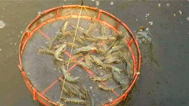 秋季池塘寄生虫如何处理？池塘鱼有寄生虫怎么治？提前知道不吃亏