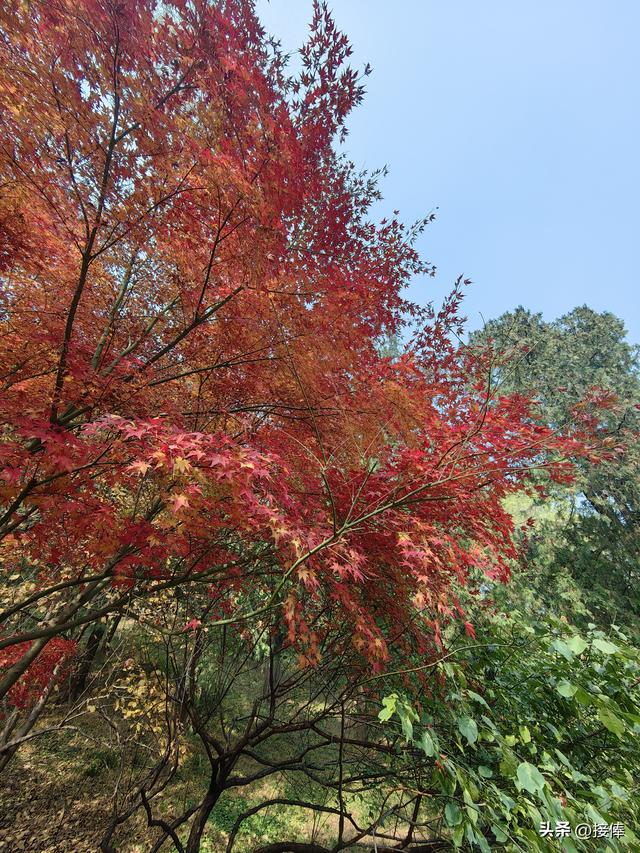金郁陆山：北京的秋