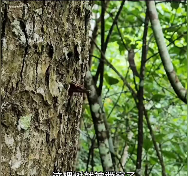 逃出树屋收藏攻略（树屋探险🌳🏡✨ 自然生活）