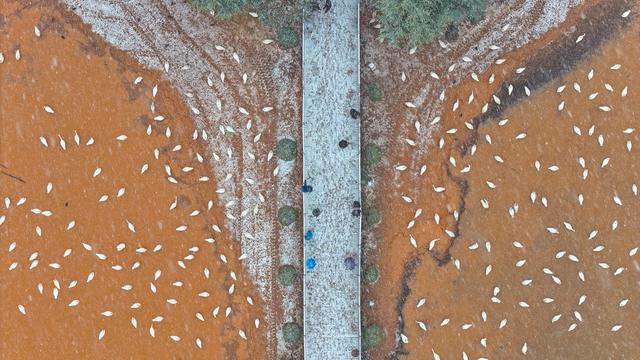 雪舞天鹅梦 平陆绘新景（组图）