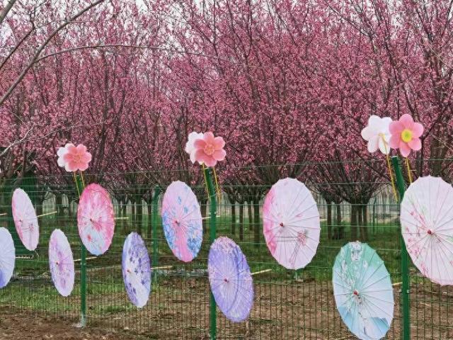 西安鄠邑区万株梅花竞相绽放