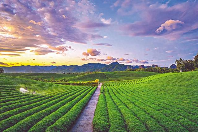 自游自在 | 金华九峰山:镜绘茶园 线韵“绣画”