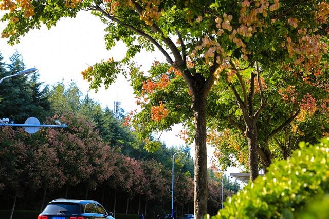 留住秋色！37处观赏点“落叶缓扫”