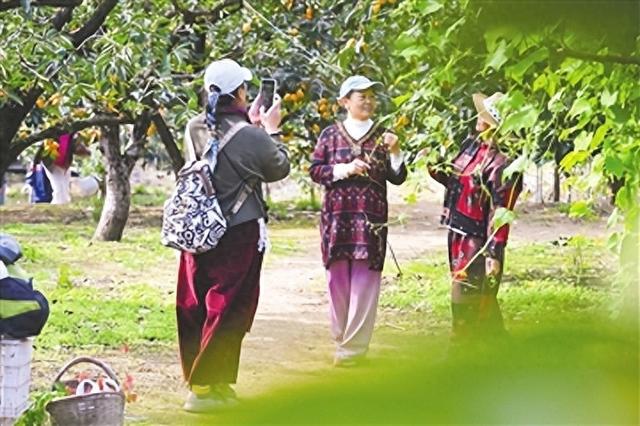 登鹤山赏秋 品“柿”间美味 即墨鳌山卫街道千亩柿子迎丰收 游客尽享采摘乐趣